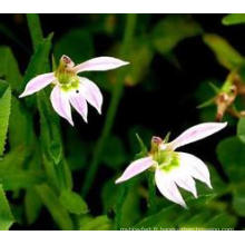 Approvisionnement d&#39;usine de vente chaude directement Herba Lobeliae Chinensis P. E